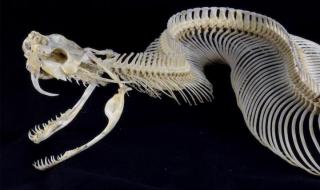 眼镜蛇血清 眼镜蛇血清