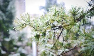 霰和雪的区别是什么 霰和雪的区别是什么